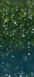 Rain Drops Close-Up Image