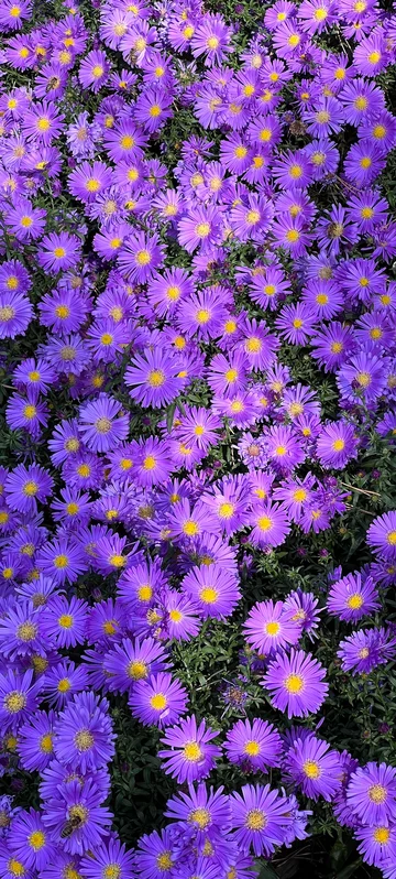 Purple Asters Background 