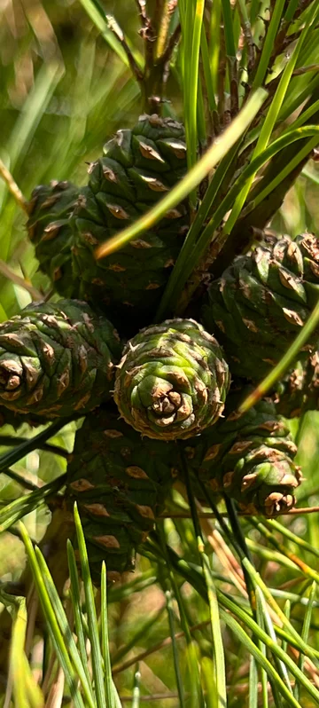 Pine Tree Cone Photo