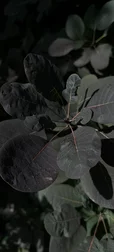 Dark-Green Leaves Screen