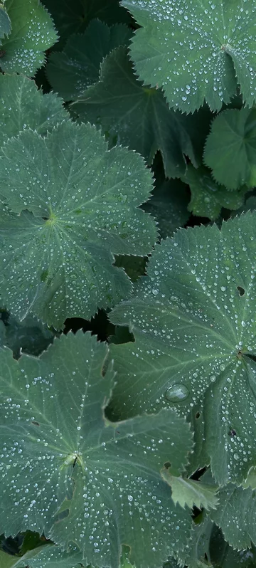 Green Leaves With Drops