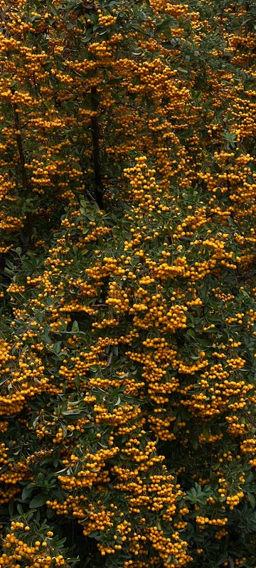 Yellow Pyracantha Photo