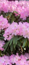 Pink Flowers Image 