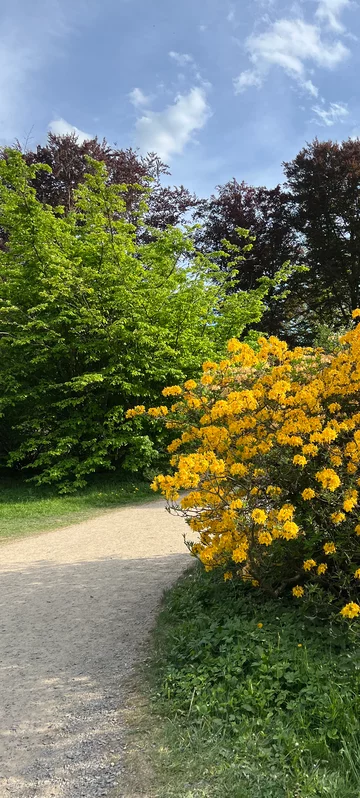 Yellow Blossom Park Bush