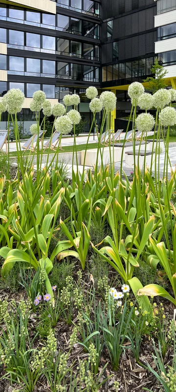 Office Building Front Garden