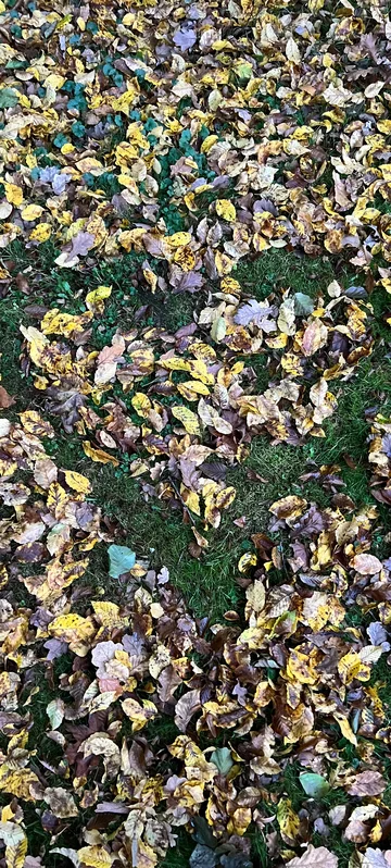 Fall Leaves On Grass