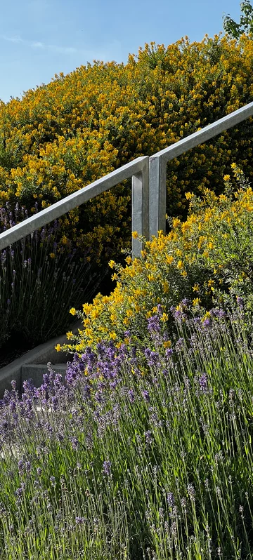 Yellow And Purple Lavender 