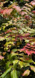 Autumn Bush Leaves Screen 