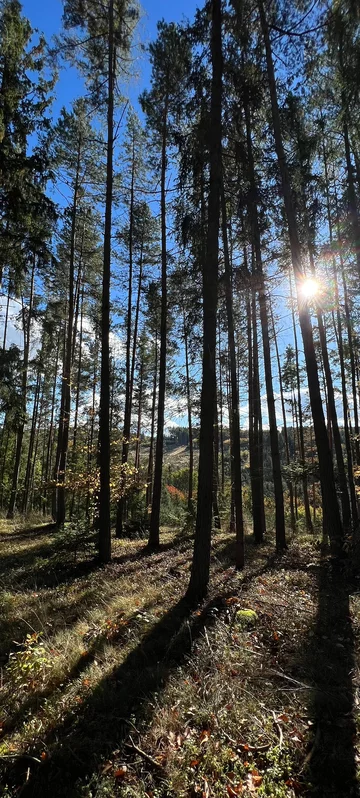 Tree Trunks In Forest 