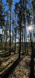 Tree Trunks In Forest 