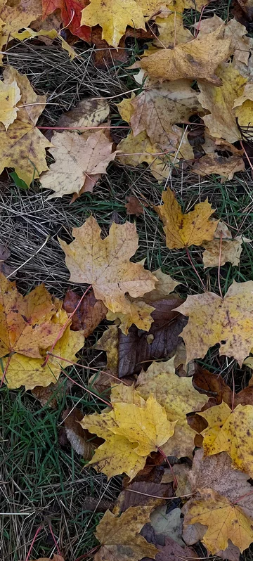 Autumn Leaves Background 