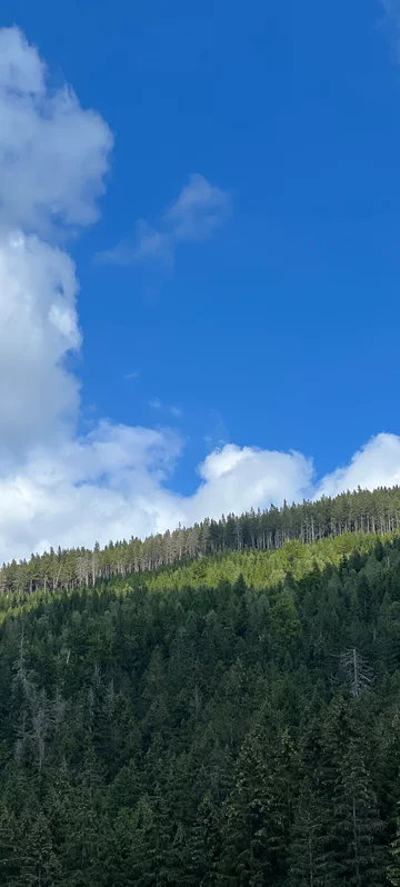 Mixed Forest In Spring