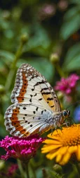 Butterfly on Wildflowers Wallpaper