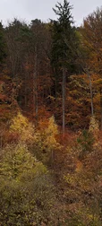 Autumn Forest From Height 