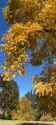 Autumn Leaves Branches Emage