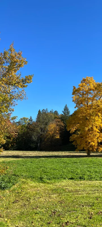 Autumn Tree Wallpaper