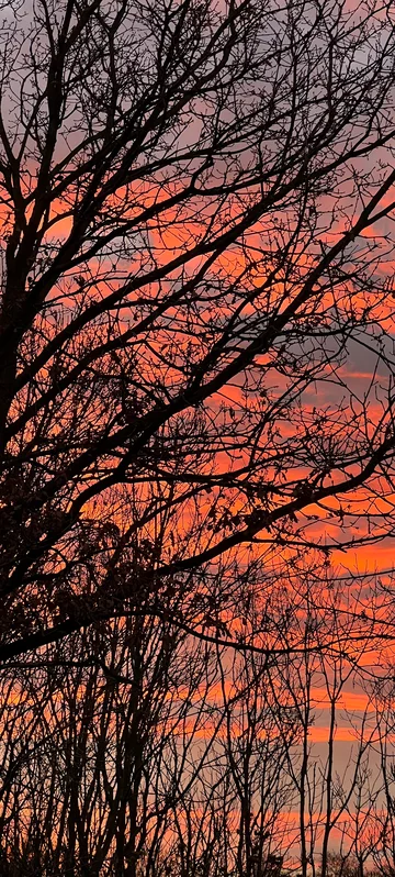 Sunset Branches Screen Image