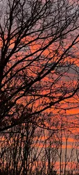 Sunset Branches Screen Image