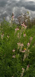Pink Blossom Field Background