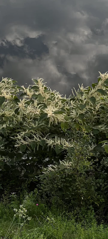 Stormy Sky Flower Wallpaper