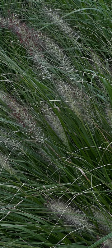 Close-Up Grass Image