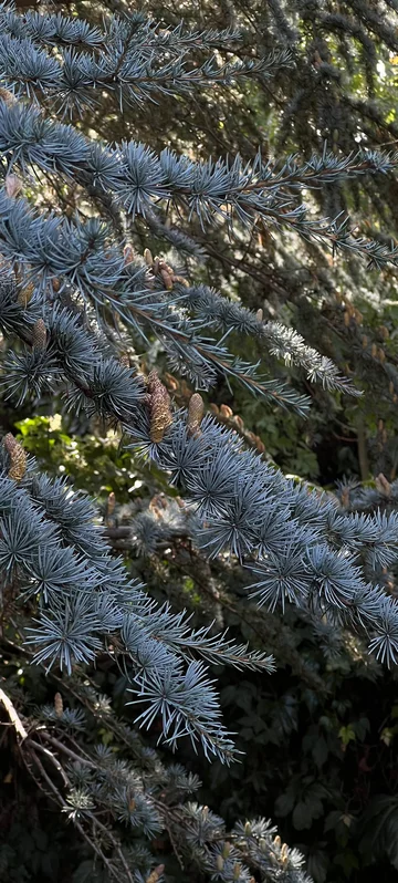 Pine Tree Branch Photo