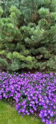 Aubrieta Blossoms Pine Tree