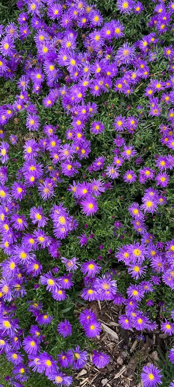 Purple Flowers Wallpaper 