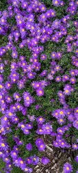 Purple Flowers Wallpaper 