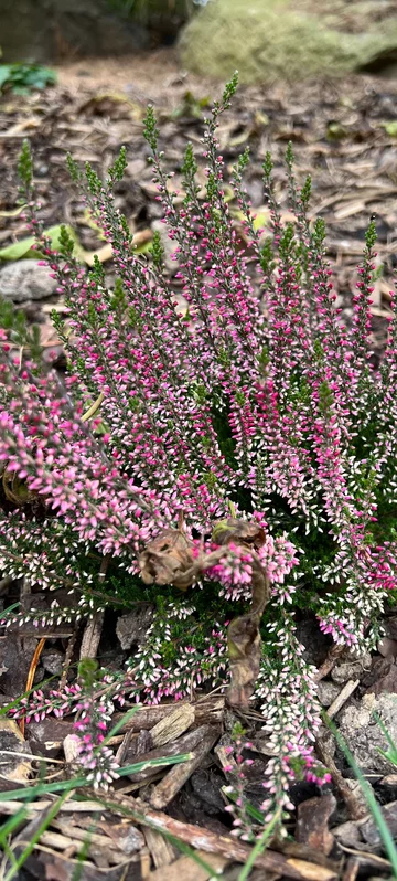 Pink Flowers Photo 