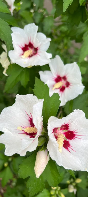 White Flower In Close-up