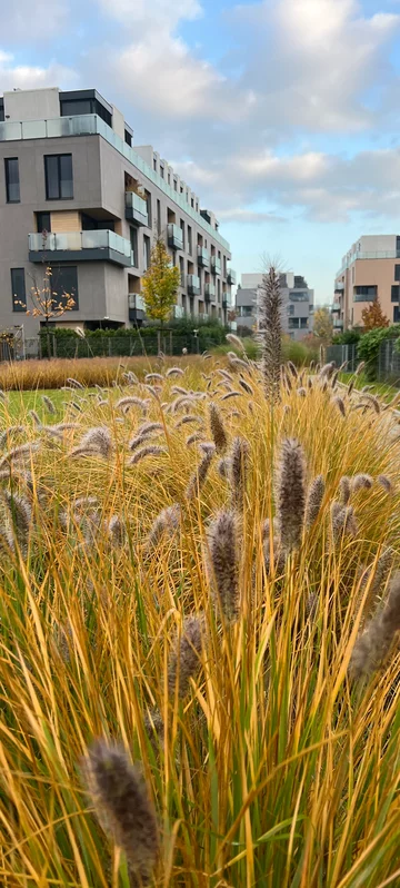 Front Yard City Garden