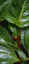 Ladybug on Leaves Wallpaper