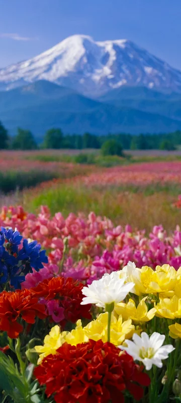 Spring Mountain Flowers Image