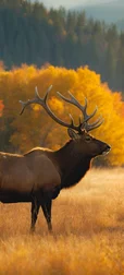 Vibrant Autumn Elks Background