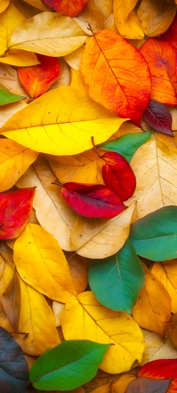 Vivid Autumn Leaves Image