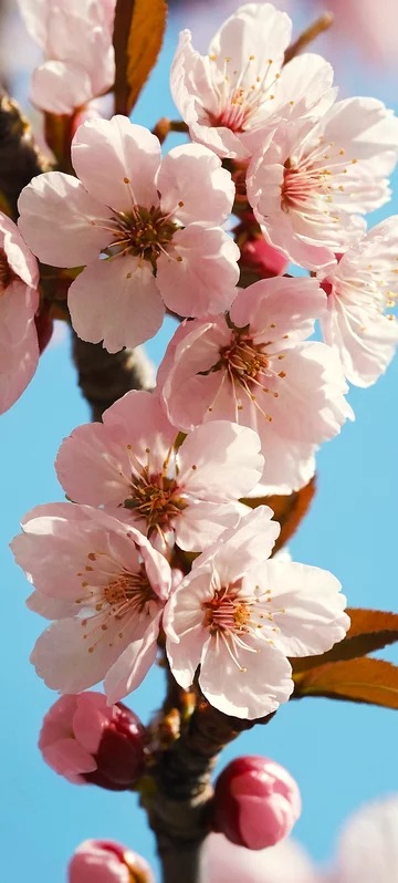 Cherry Blossoms Nature Wallpaper