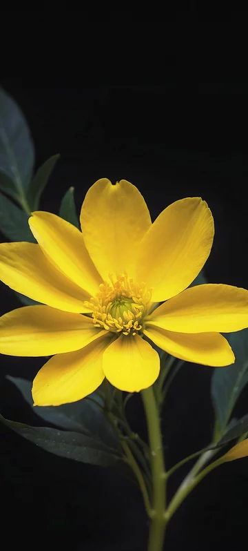 Yellow Flower Nature Screen Background