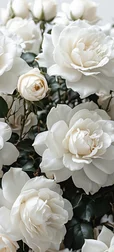 White Roses Aesthetic Wallpaper