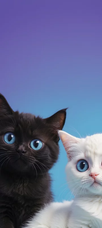 Kittens with Big Eyes Background