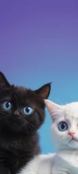 Kittens with Big Eyes Background