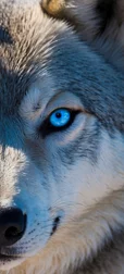 Blue-Eyed Wolf Face Screen Image