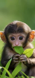 Baby Monkey with Leaf Image