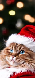 Cute Cat in Santa Costume Image